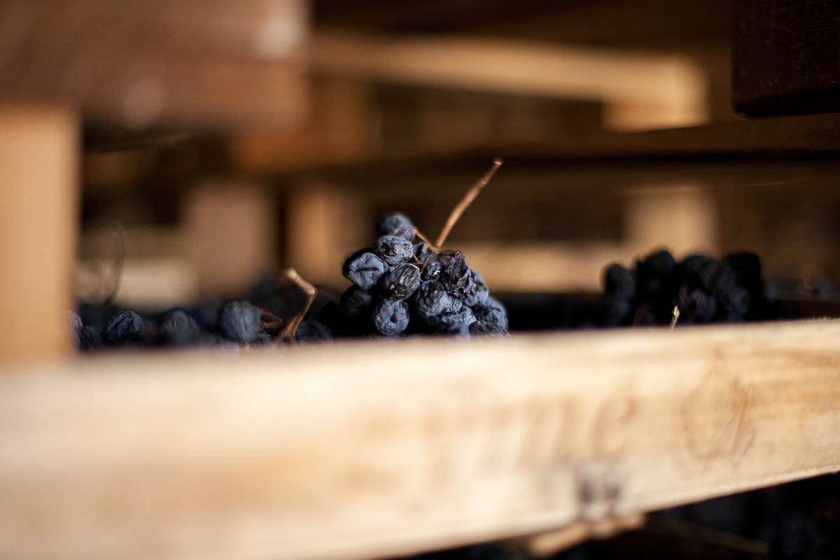 uva in appassimento - drying grapes