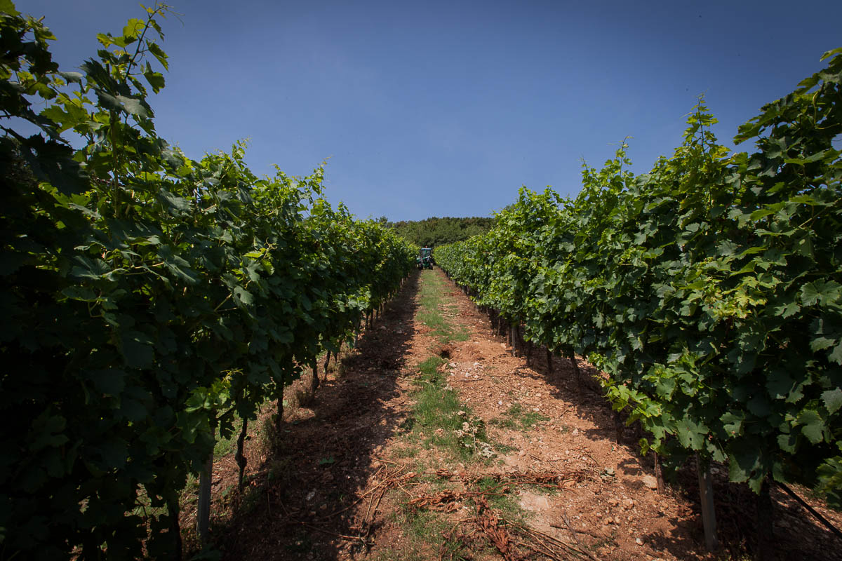 SAN MARTINO BUON ALBERGO (VR) LOCALITA’ MUSELLA Vigneto Valpolicella DOP