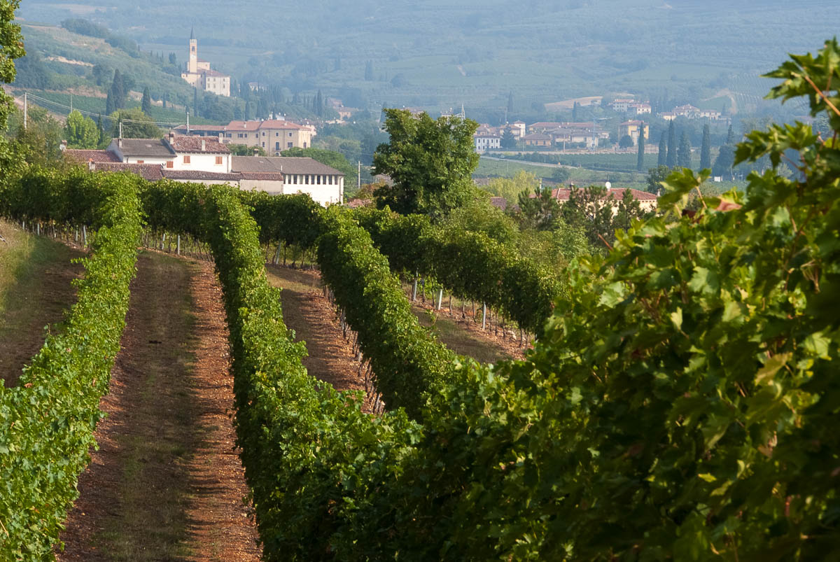 SAN MARTINO BUON ALBERGO (VR) LOCALITA’ MUSELLA Vigneto Valpolicella DOP