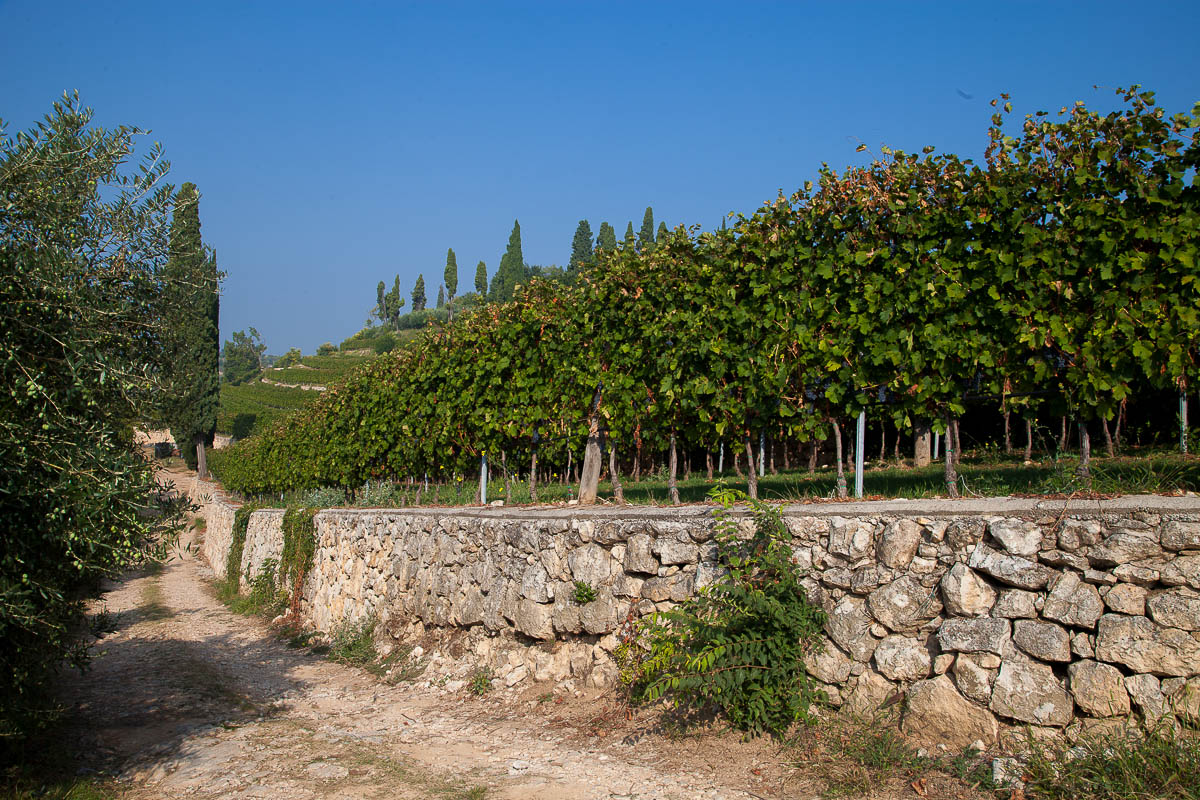 LAVAGNO (VR) LOCALITA’ MONTICELLI, TENUTA “LA REGINA” Vigneto Valpolicella DOP