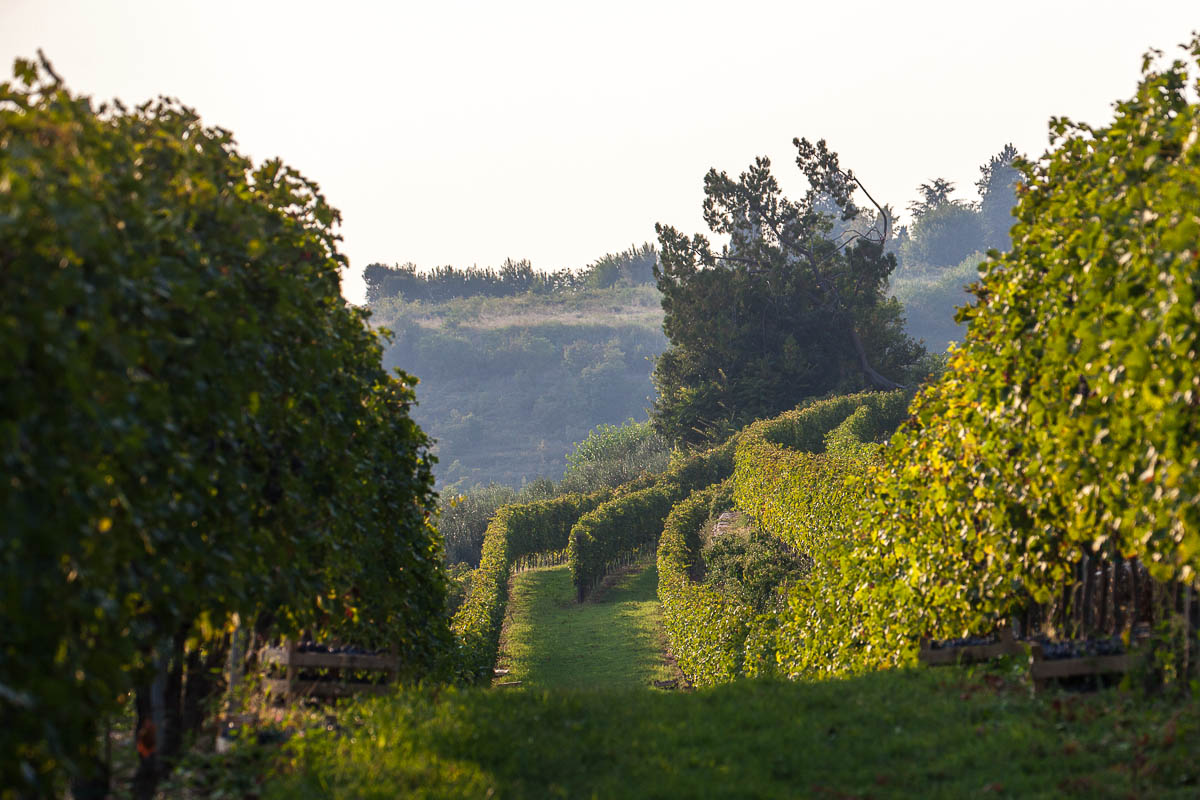 LAVAGNO (VR) LOCALITA’ MONTICELLI, TENUTA “LA REGINA” Vigneto Valpolicella DOP