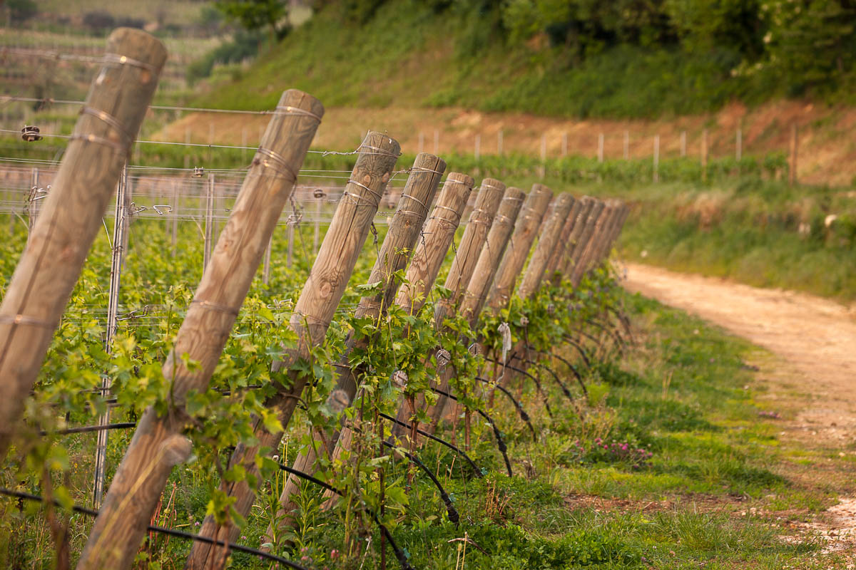 NEGRAR (VR) LOCALITA’ ARCO DI GIOVE Vigneto Valpolicella DOP