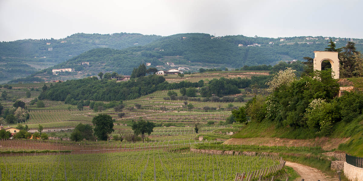 NEGRAR (VR) LOCALITA’ ARCO DI GIOVE Vigneto Valpolicella DOP