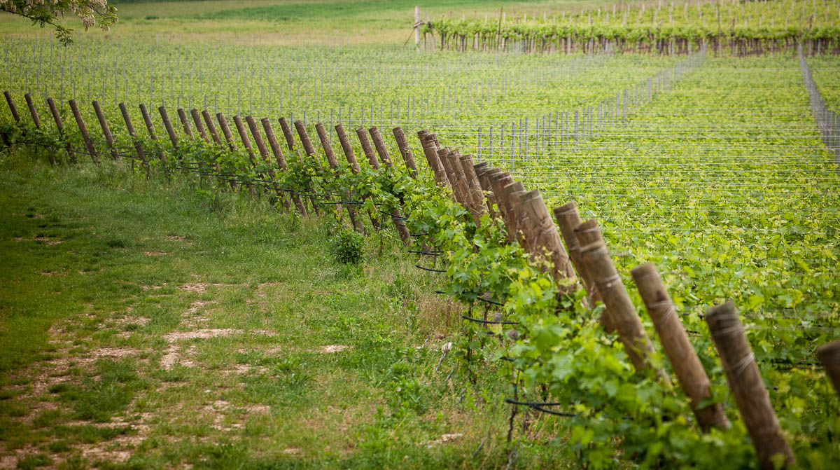 NEGRAR (VR) LOCALITA’ ARCO DI GIOVE Vigneto Valpolicella DOP